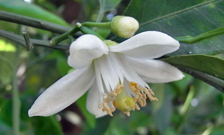 みかんの花